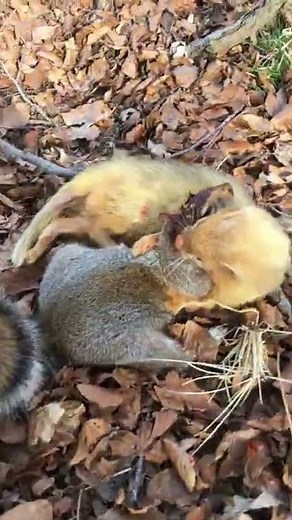 Ferret vs squirrel #bobby