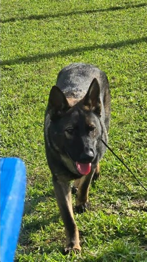 This GSD DDR is Insane #GSD #dogs #shorts