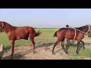 The Majesty In motion And breeding of horse 🐴
