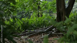 Old tree trunk with wide roots under the rain in jungle rainforest