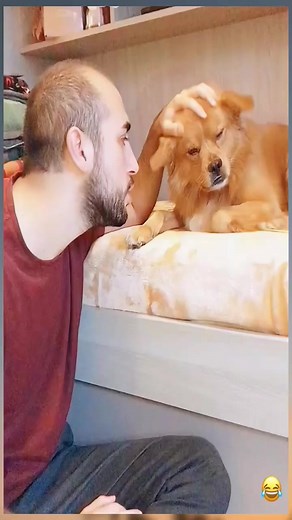 3.4K views · 220 reactions | When you’re both ‘professional food testers’ but forget to chew the scenery.  #pet #funny #dog #foryou #asmr | Stanley Dirt Mardim | Facebook