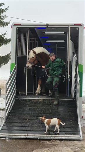 Die Ankuft der Hengste aus dem Landgestüt Moritzburg 🐴 Hans im Glück 🐴 Balou und 🐴 Ferrero #rheinischdeutscheskaltblut #drafthorsesofinstagram #pferdezucht | Kaltblutzucht Handt