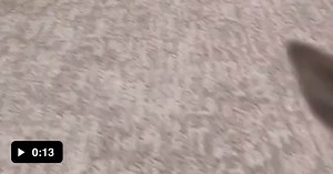 Baby kangaroo - 9GAG