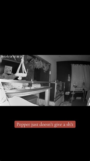 Bearded Dragon's Hilarious Sleeping Habits