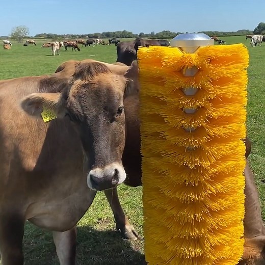 58M views · 193K reactions | This lad wanted to make his cows extra happy, so he set up a cow brush in the field to see how they'd react!  | LADbible | Facebook