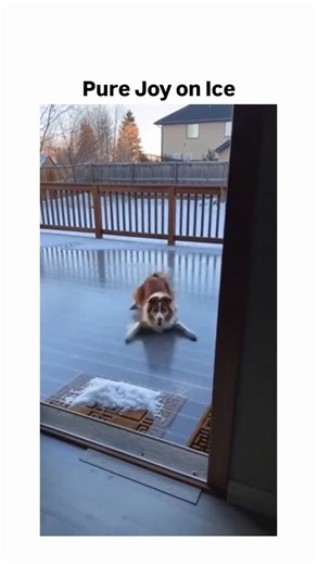 Clip Chronicalez on Instagram: "The post features a genuine viral video of a Border Collie mix named Rocket joyfully sliding, rolling, and belly-flopping across a frozen backyard deck in winter, captured by its owner with light-hearted narration like "go on buddy" and "rocket ice". Shared by @awkwardgoogle , a curator of quirky internet finds powered by Rainbet, it exploded to 8,800 likes, 1,000 reposts, and 280,000 views in under 24 hours, highlighting dogs' innate delight in snow play. Replies