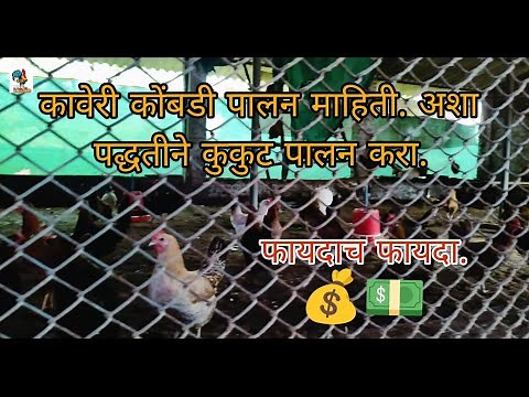 कावेरी कोंबडी पालन माहिती. Kaveri kombdi palan mahiti (kukut palan). या पद्धतीने कुकुट पालन करा.