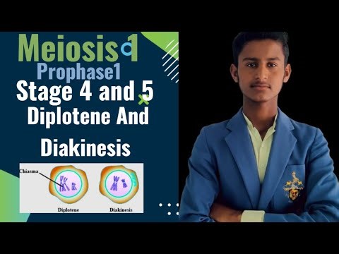 Prophase1 Stage (Diplotene ,Diakinesis )Meiosis 1 I Recombination
