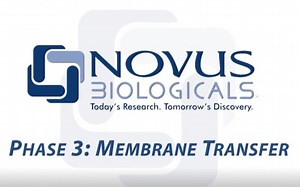 WB Visual Protocol Phase 3 Membrane Transfer