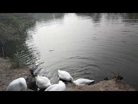 Beautiful ducks in ponds