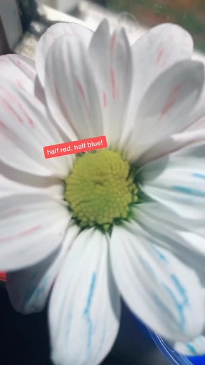 Colorful Flower Experiment: Easy Science Activity for Home