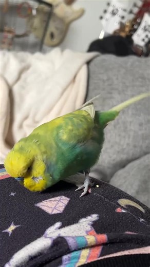 #tiktok #budgie #budgies | Cookie the Eagle