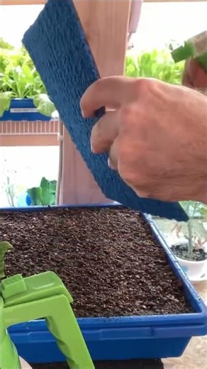 Say Goodbye to Fungus Gnats with this Neem Oil Trick?