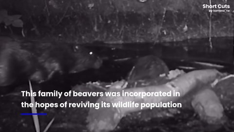 Two beaver babies born in London after 400 years of extinction!