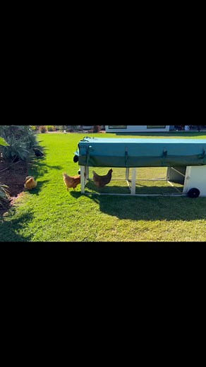 I’d like to run you through my Farm & Yard chicken tractor. I wish I had discovered this prior to my other fully wooden coop! The only thing wooden in the chicken tractor is the roosting bars. Minimal worry of mites! To do a general clean of inside of the coop, I remove the nesting boxes and simply hose it down. It has wheels on either side of the tractor and handles on the front to make moving the coop a breeze. (I didn’t demonstrate this in the video as I didn’t want to upset Gertrude in the n