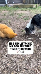 14K views · 164 reactions | ⬇️‼️BEHAVIOUR ISN’T RANDOM‼️⬇️ There’s...