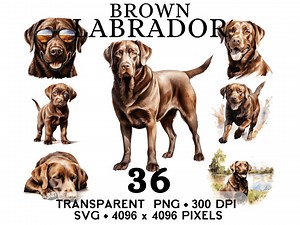 Labrador Clipart Hämatit, braun Retriever Haustier Tier Aquarell Clip Art, Aufkleber Becher und Shirt Design, digital druckbare Download PNG SVG - Etsy.de