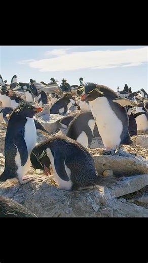 Rajan Simson on Instagram: "Love's Journey Home Conquers Every Crashing Wave #shortshorts #wildlifeonearth #documentary . . . . Two weeks without food, dad guards the nest while mom battles the ocean's fury. Watch her navigate massive waves and deadly cliffs to reach their hungry chick! This heart-stopping journey shows why seabird parents are nature's ultimate heroes. Every climb, every wave conquered for family. #wildlifeofinstagram #naturel #marinelife #territory #penguin #wildebeest #animalk