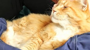 What's It Like To Get Bottom Surgery (6 Months Post-Op)