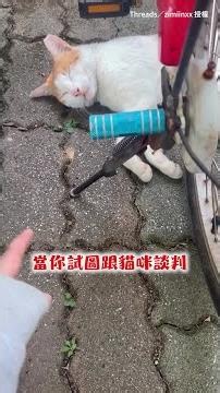 【腳踏車又長貓了】想騎車卻被路霸貓卡好卡滿！談判5分鐘牠奶音狂喵就是不走XD