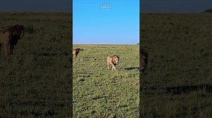 Magnificent Male Lions Venture Across the Savannah in Search of Adventure