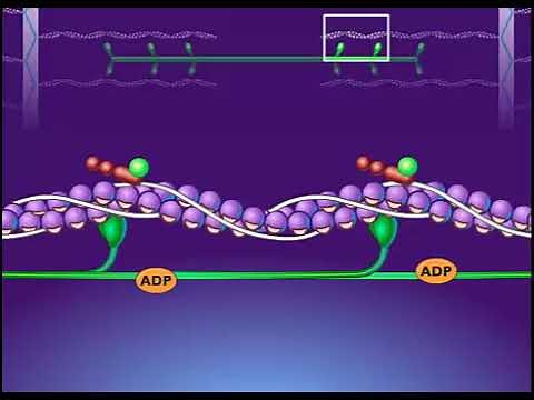 Breakdown of ATP and Cross Bridge Movement During Muscle Contraction
