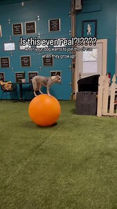 14K views · 200 reactions | Wow! This dog is incredible. What a neat trick. Dogs are truly amazing and can learn so many things. #trickdog #circusdog #dogtraining #cutedog #funnydog #dogtrainingtips | Thinking Canine | Facebook