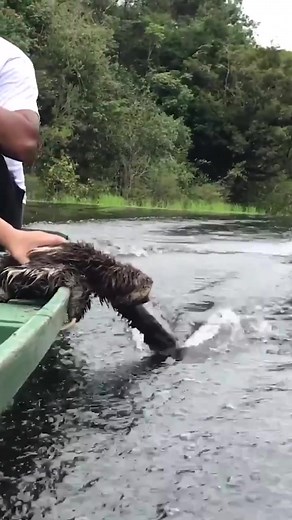 Adorable Sloth Enjoying a Boat Ride in Brazil