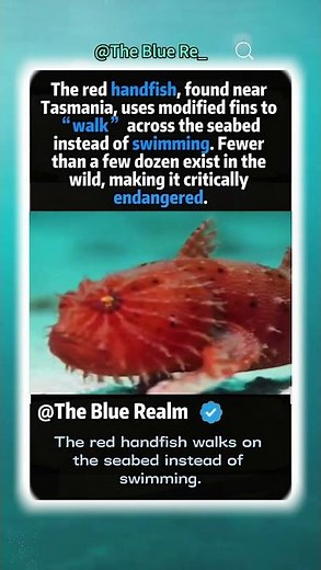 The red handfish walks on the seabed instead of swimming.#animalfacts #