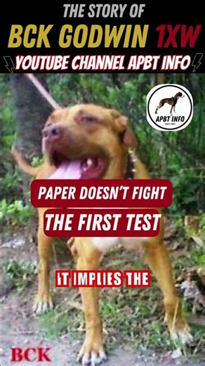 THE FIRST GAMENESS TEST | CH GODWIN GAMEDOG IQ | #apbthistory #gamedoghistory