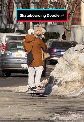 Spotted this cool doodle flying down Riverside Drive 🛹 #doodle #nyc #petlove #onewheel #cutedog