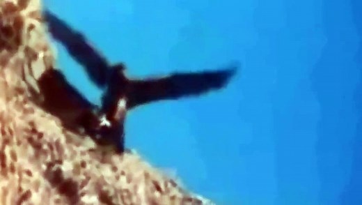 Have you ever seen an eagle catching a deer and taking into sky