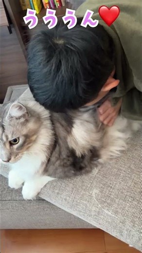 A large Maine Coon cat warms a boy's down jacket and sees him off in the morning #short