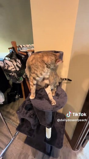 Day 19 part 2 of peach the cat pats. Part 2: 1874