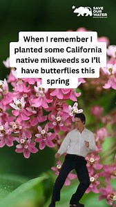 California Water-wise plants attract a variety of animals like birds, bees, butterflies, and other pollinators! 🐦 🐝 🦋 Saveourwater.com #SaveOurWater #WaterWise #California | Save Our Water