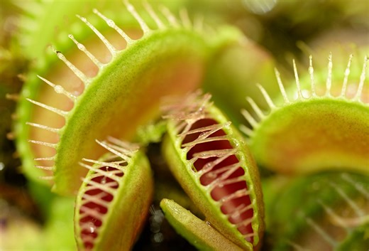 Watch a small beetle use incredible strength to escape a venus flytrap – a thrilling struggle for survival!
