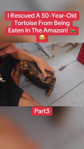 I Rescued A 50-Year-Old Tortoise From Being Eaten In The Amazon! 🐢😭#animalrescue#tortoiserescue#amazonjungle#wildlifeconservation#savinganimals