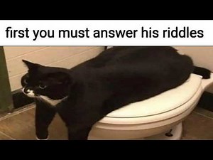 Cat Memes
