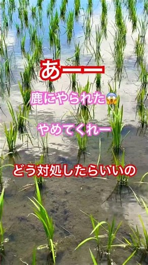 ⚠️鹿に食べられた🦌 田植え機 田植え作業#farming #現代農業 #automobile #kubota#農業 #agriculturelife