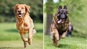 Can a Golden Retriever and German Shepherd Live Together? (Explained!) | Loyal Goldens