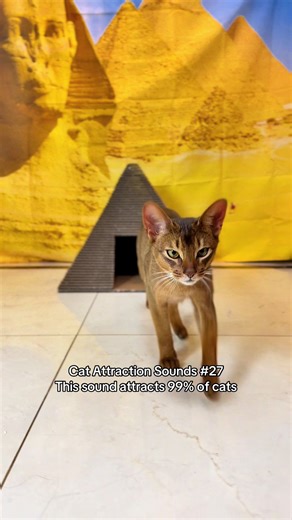 Cats Reacting to Unique Cat Sounds