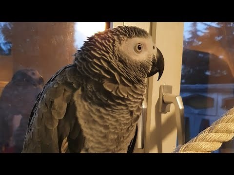 African Grey Parrots Sounds - Best Parrot Sounds