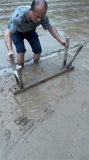 Have you ever seen such paddy field leveling? The charm of traditional tools