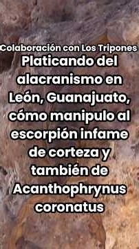 Centruroides infamatus and Acanthophrynus coronatus, collaboration with @ElTriponMX #shorts #fyp