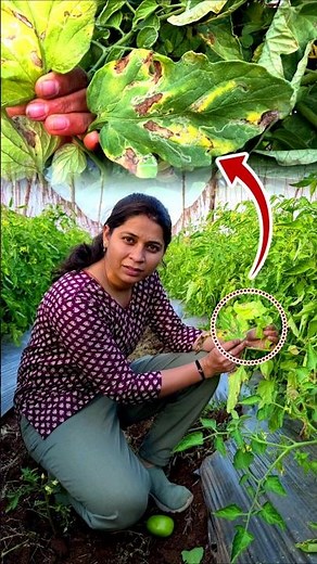 Tomato Leaf miner treatment organic || Tomato leaf insecticide | Leaf miner Control pesticide #shors