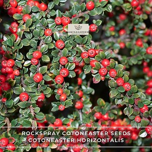 Rockspray Cotoneaster Seeds – Cotoneaster Horizontalis Hardy Shrub With Fall Color - Etsy