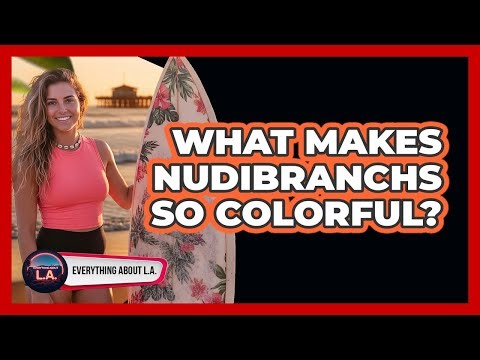 What Makes Nudibranchs So Colorful?