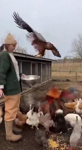 Hawk Attacks the Chickens… Until the Rooster Fights Back! 😳🔥