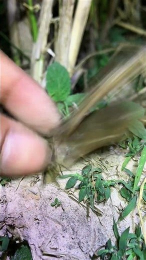 Funny for laugh / frogs pranks catch man #shortvideo