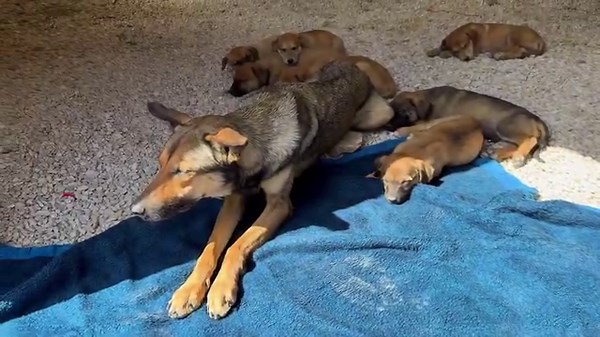 79K views · 10K reactions | The stray mother and her 7 puppies the...
